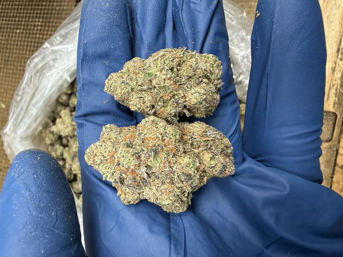 Grape Gas Flower